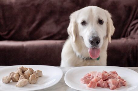 Why Raw Dog Food Is the Best