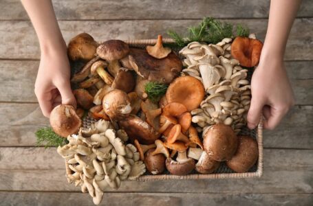 The Health Benefits of Mushrooms Are Numerous
