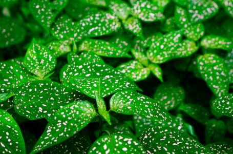 How the Polka Dot Plant Can Boost Your Mood and Reduce Stress